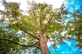 Seasonal Cleanup (Spring/Fall) in Sneads, FL