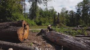 Best Tree Mulching  in Sneads, FL