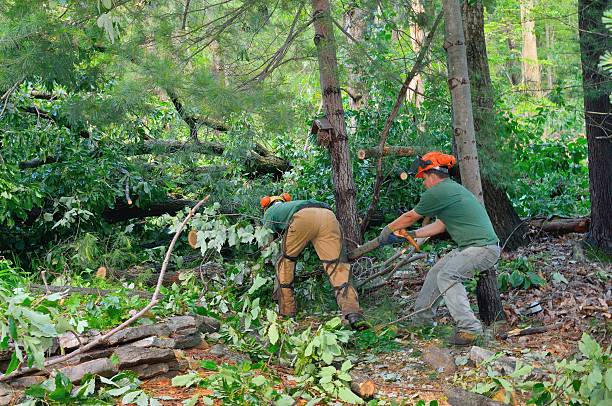 Best Tree Preservation Services  in Sneads, FL