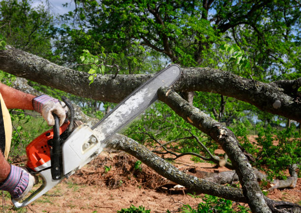 Best Emergency Tree Removal  in Sneads, FL